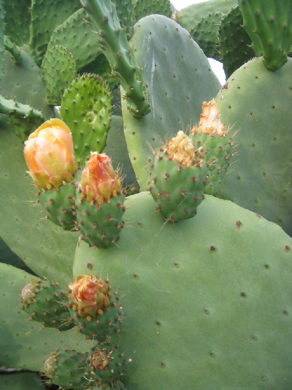 Opuntia ficus-indica / fico d''India